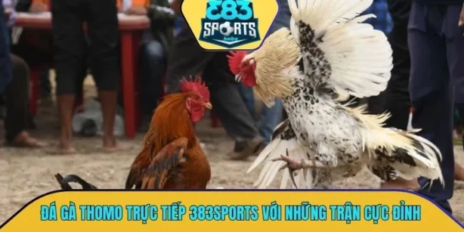Đá gà thomo trực tiếp